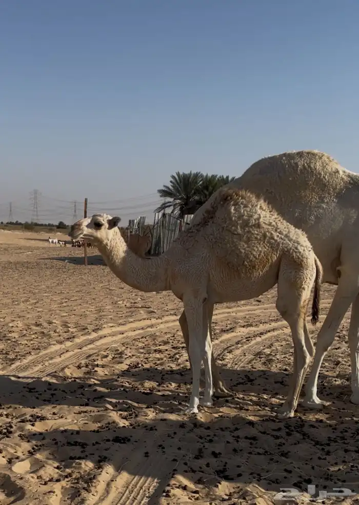 عشرا ضروبه وبنتها 2