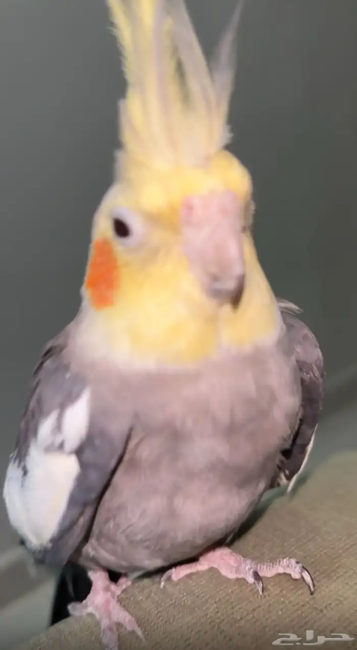 محايل عسير 0