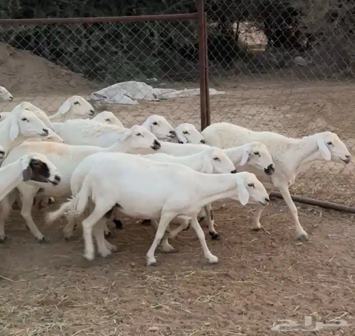 ضان غنم شهران 0
