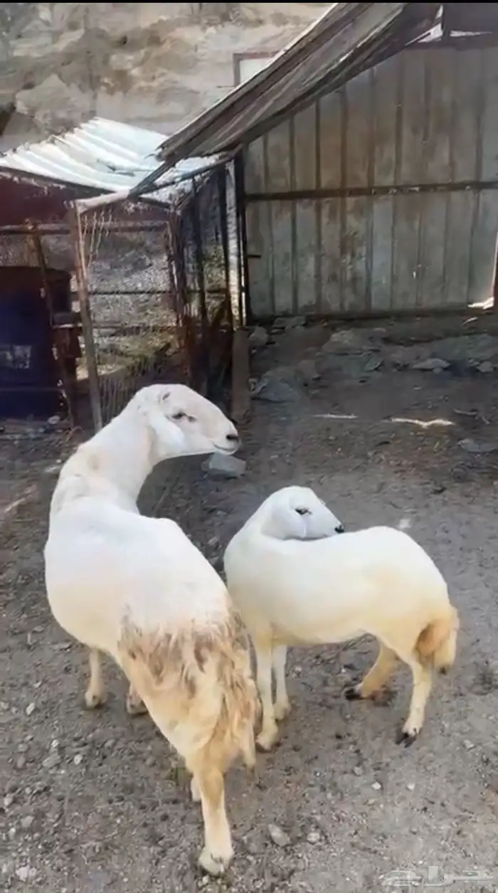ضان وفحل حري للبيع 1