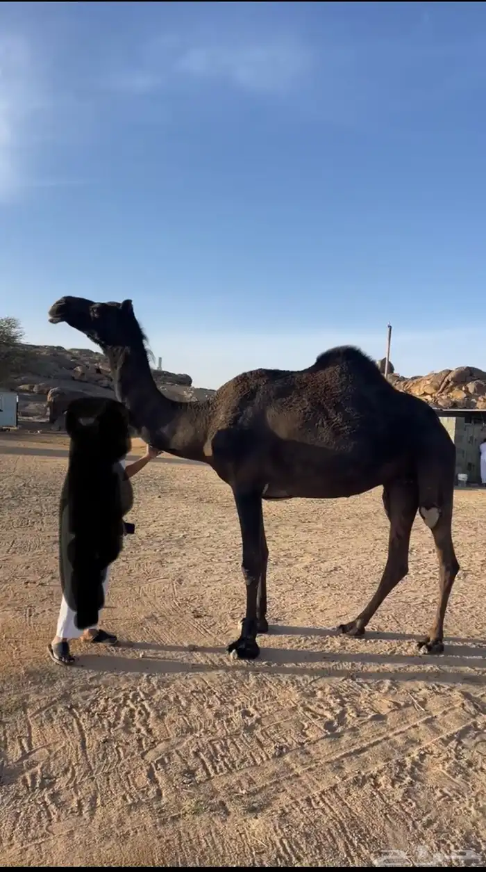 ذود للبيع 0