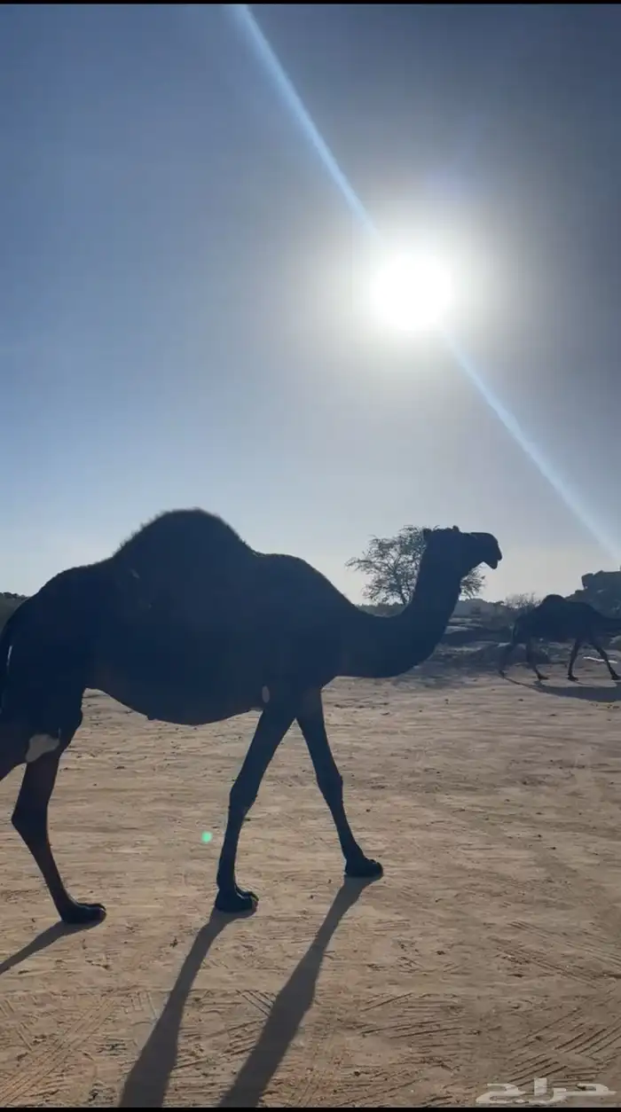ذود للبيع 2
