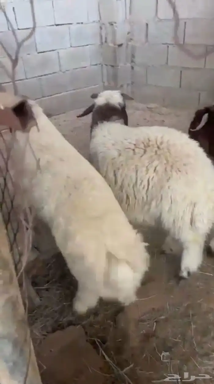 للبيع 1