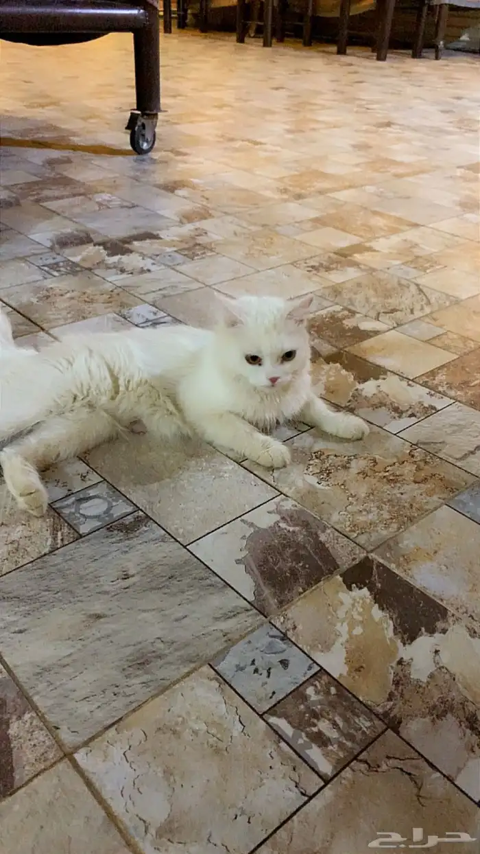 قط شيرازي للبيع 1