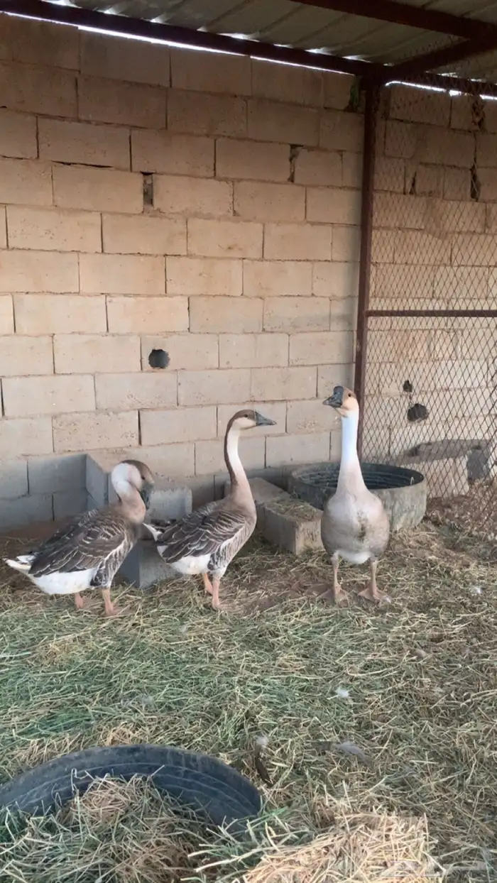وز عراقي 1