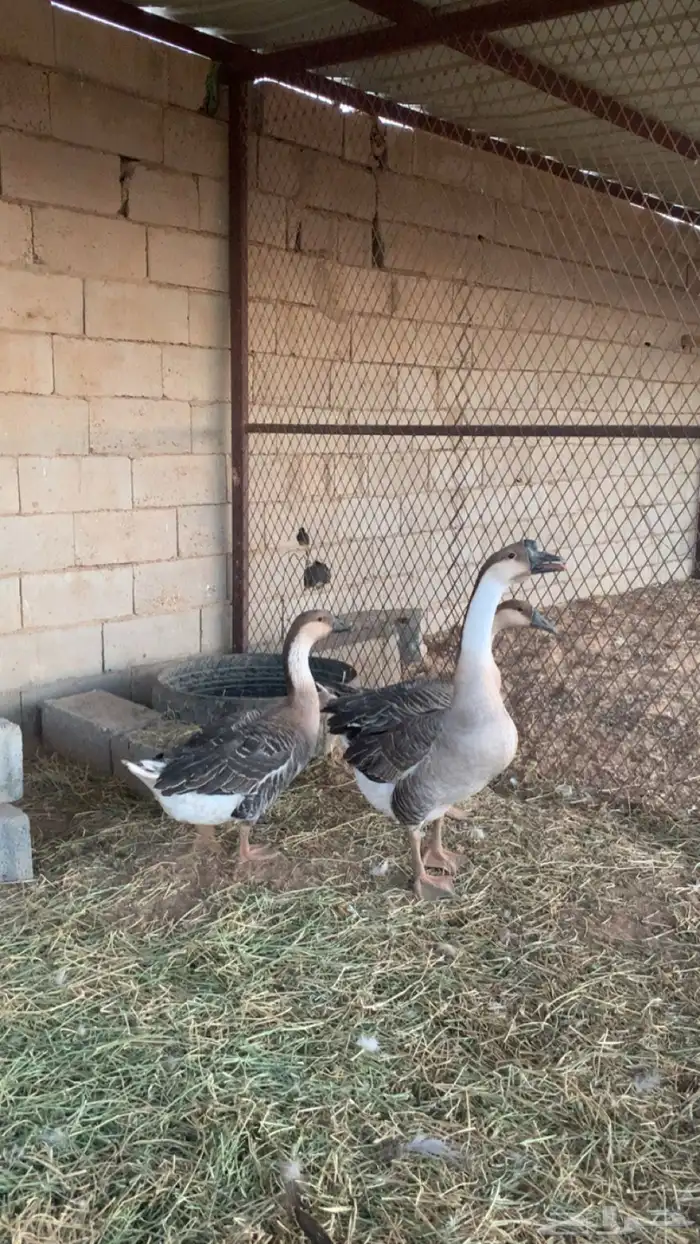 وز عراقي 2
