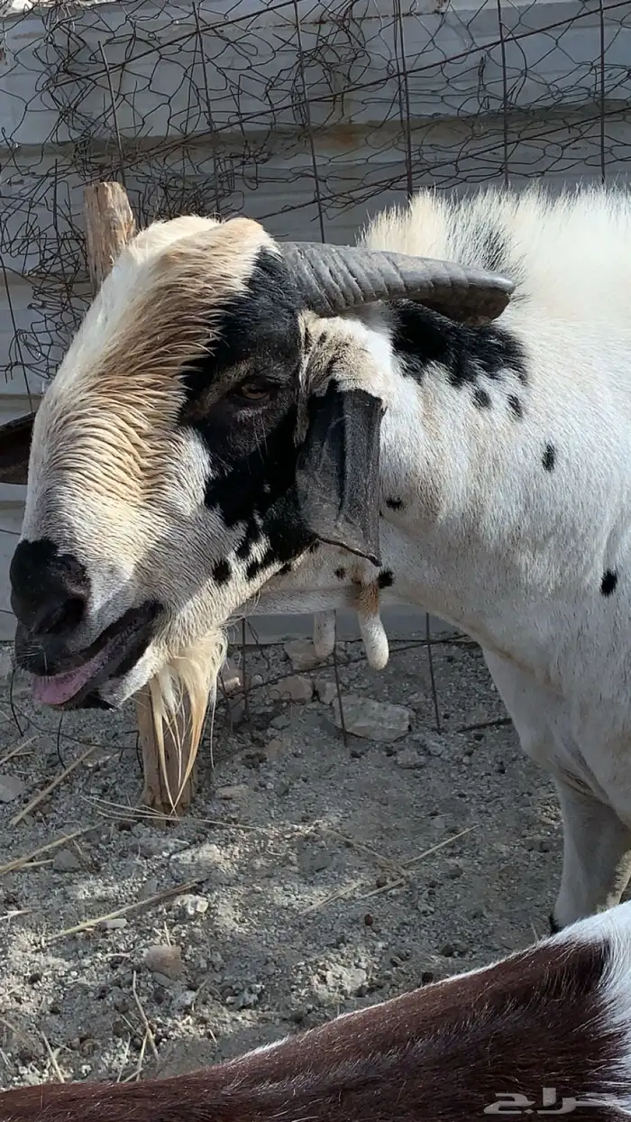 فحل فردي بيشي 5