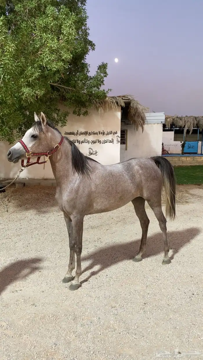 مهره واهو جاهزه ل التشبيه 0