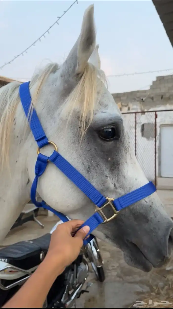 خيل شعبي 0