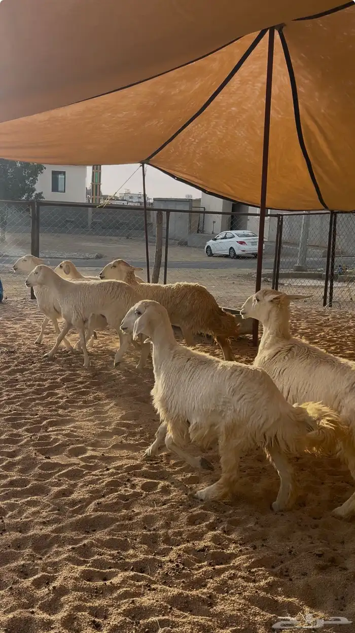 رخال مقنى 1