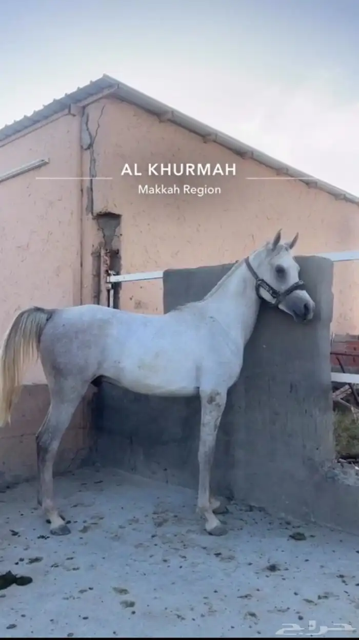 حصان واهو كفو 0