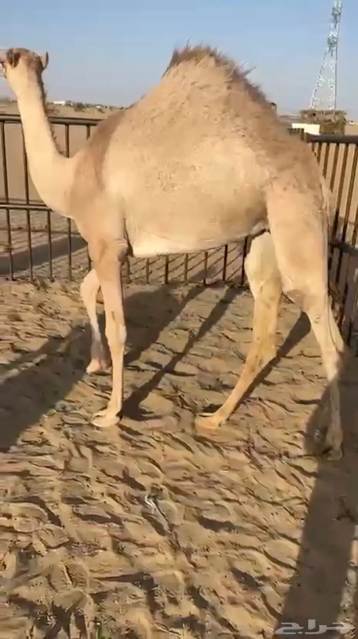 بكره من تحت امها كفو للبيع التواصل اتصال 0