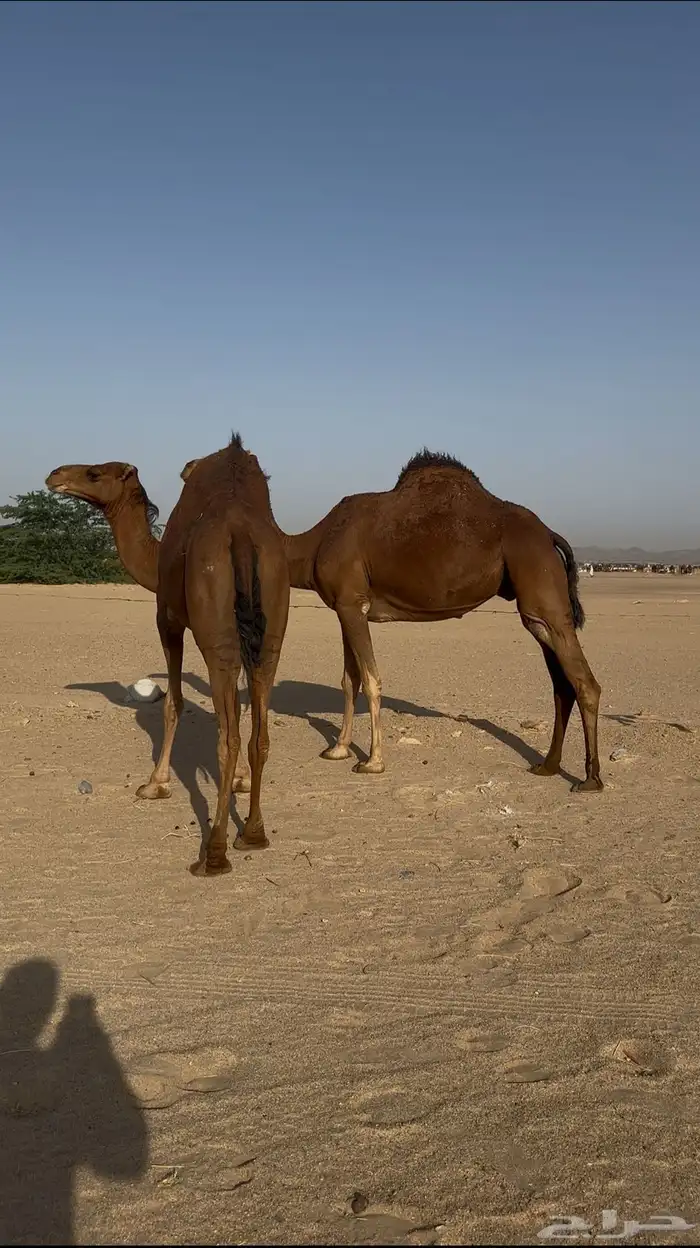 بكار سواحل لقحات حمر خوات بعض 2