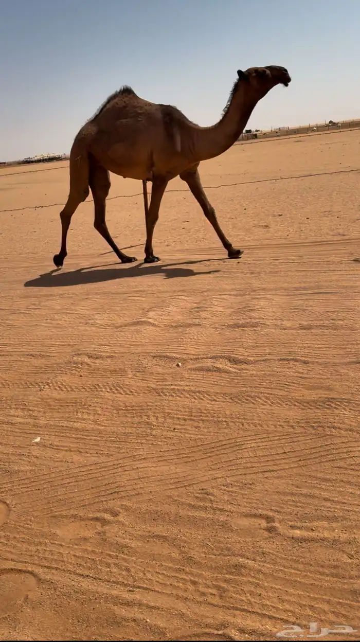 بكررره صفراء كفووو 0