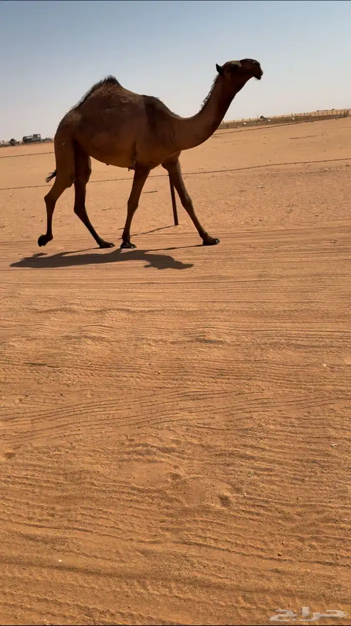 بكررره صفراء كفووو 1