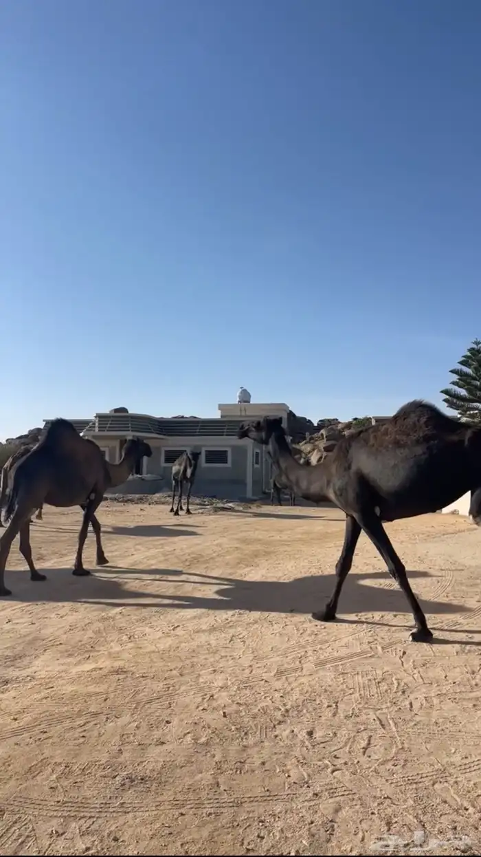 ذود للبيع 1