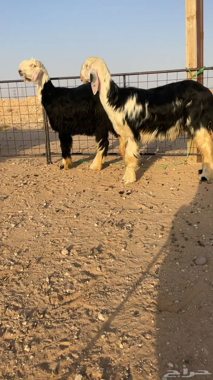 رخال فواخر 1