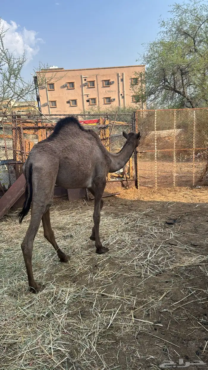 بكره للبيع 1