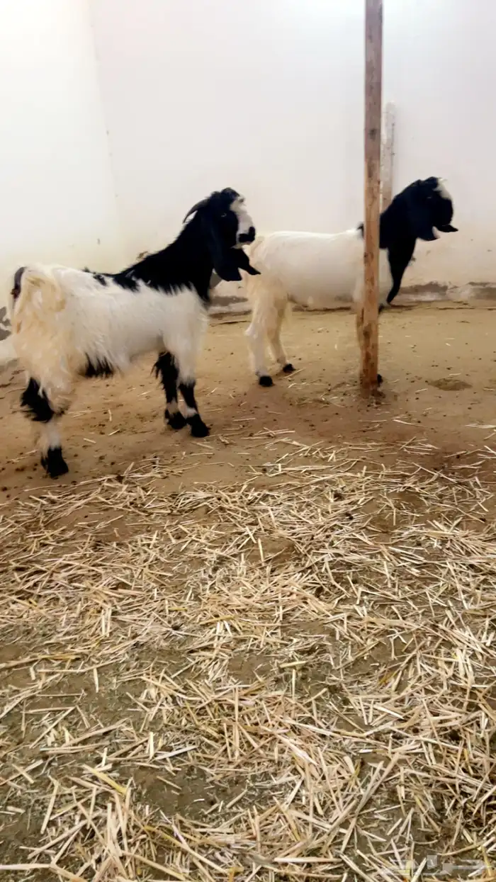 تيوس فحول هجين قبرصي 3