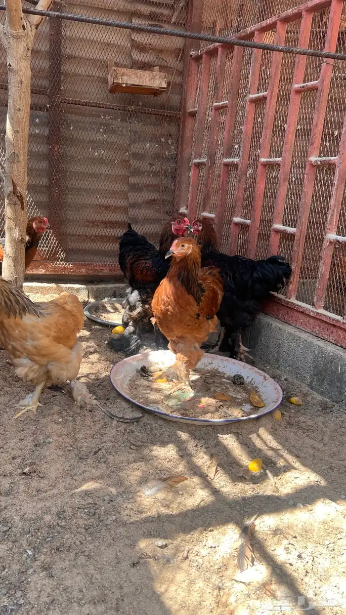 دجاج براهما 6