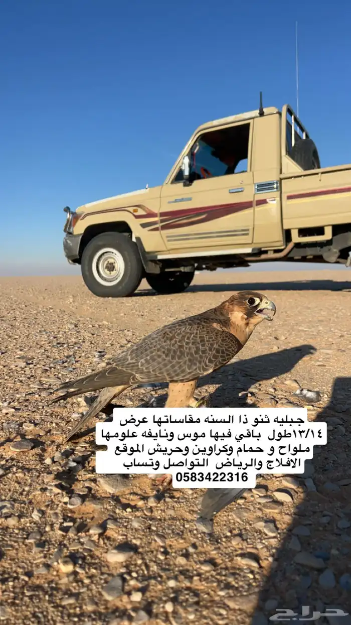 شهانه جبليه ثنو 0
