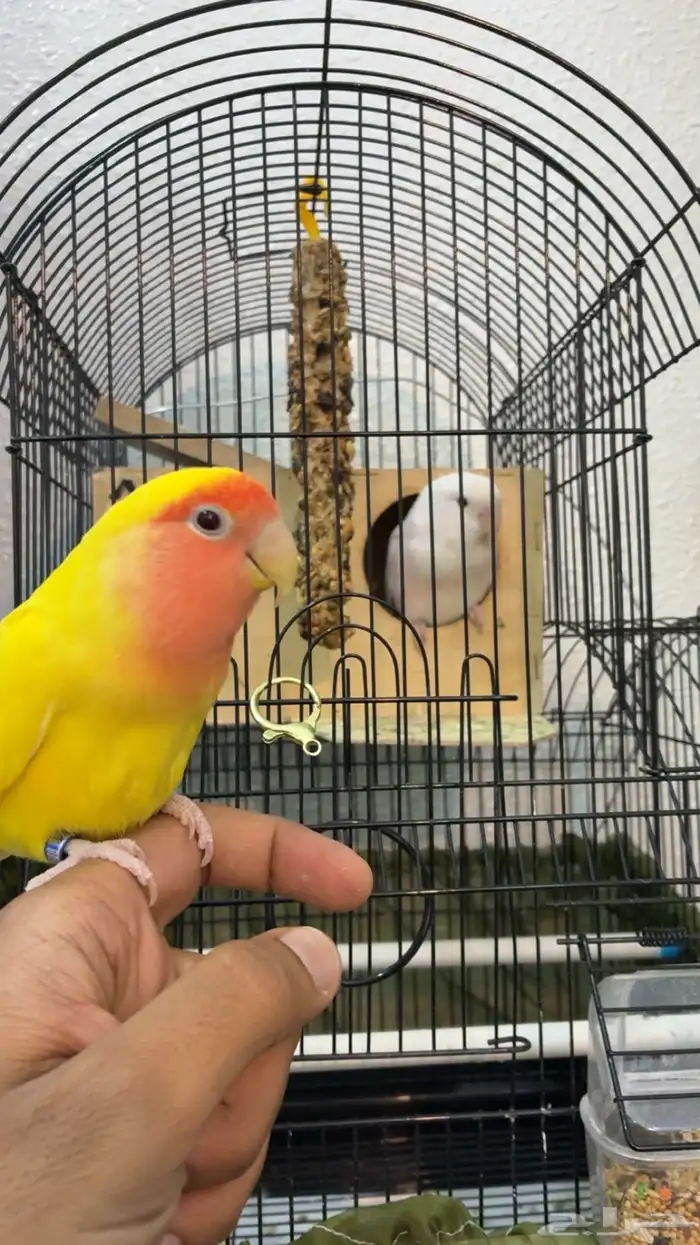روز منتج 2