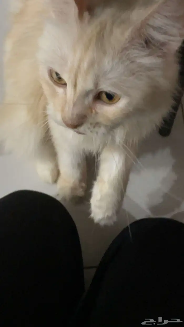 قط للبيع انثى 0