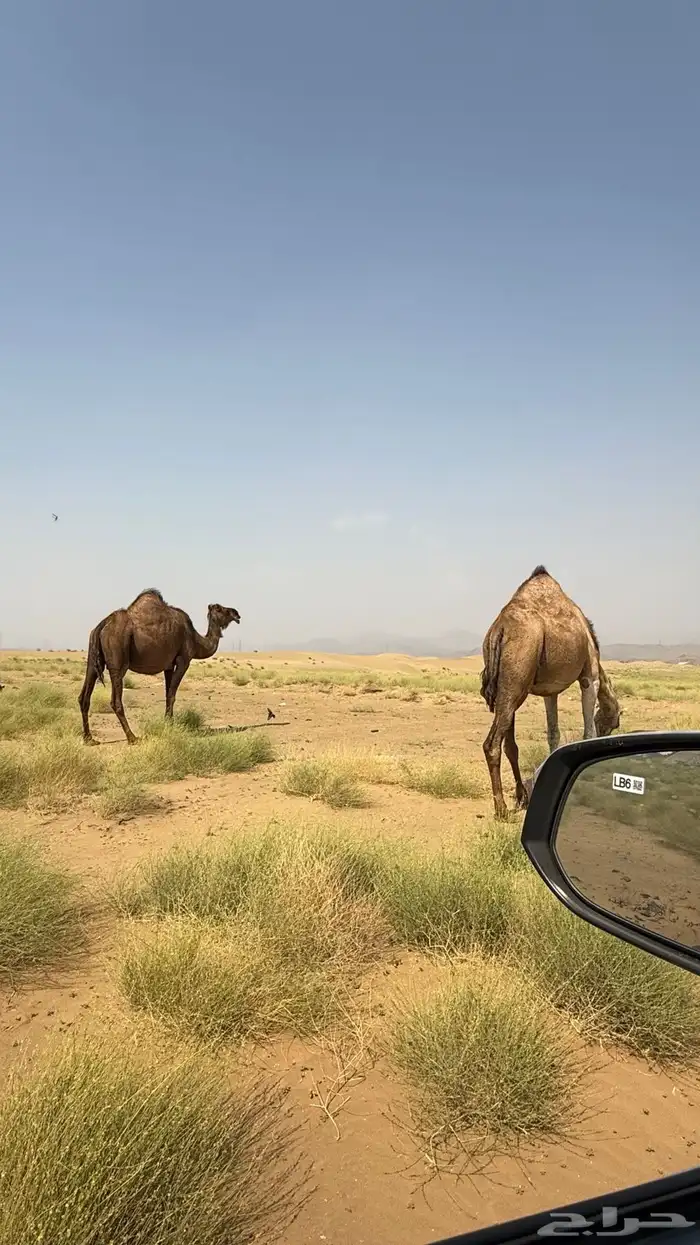 ابل ملاقي العدد2 شهرين وهي خلفات ان شاءالله الموقع دوقه 3