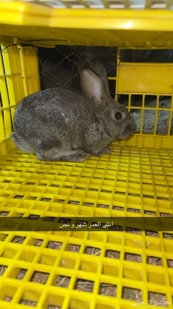 ارانب للبيع 5