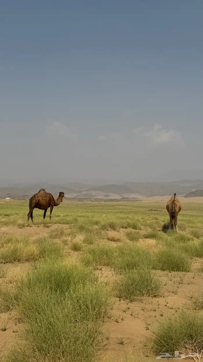 ابل ملاقي العدد2 شهرين وهي خلفات ان شاءالله الموقع دوقه 1