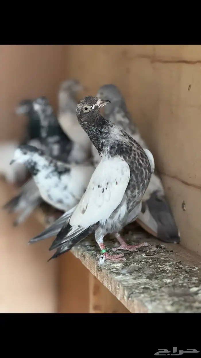 جمله حمام باكستاني 2