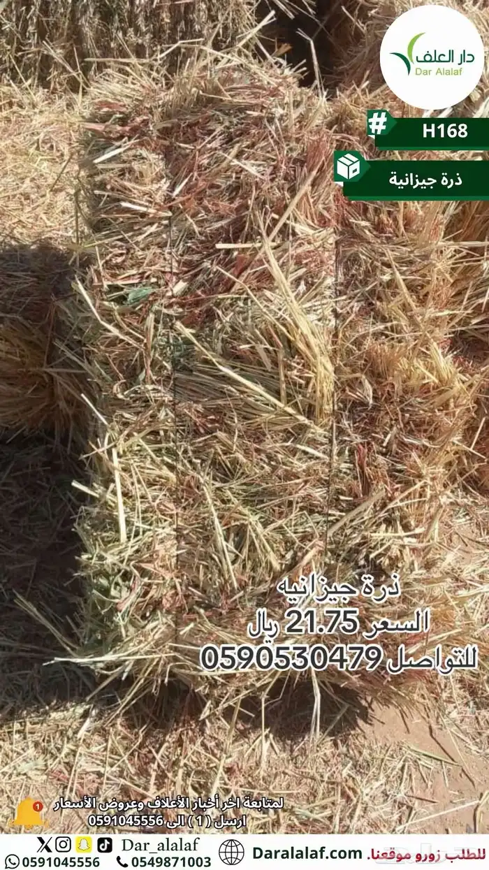 جديد ذرة جيزانيه 4
