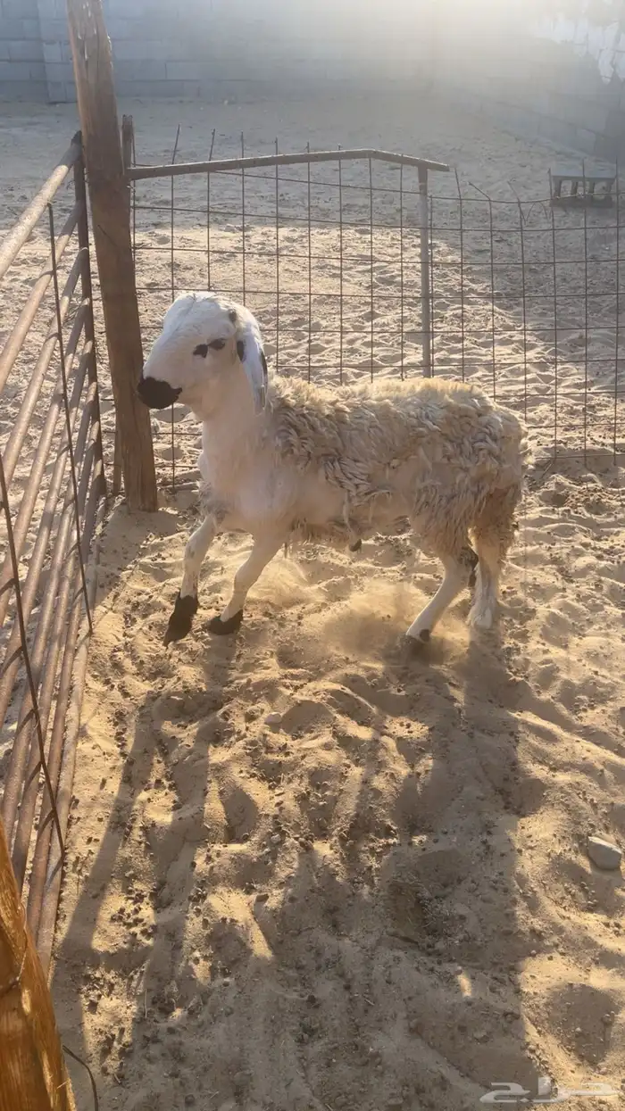 خروف سواكني 0