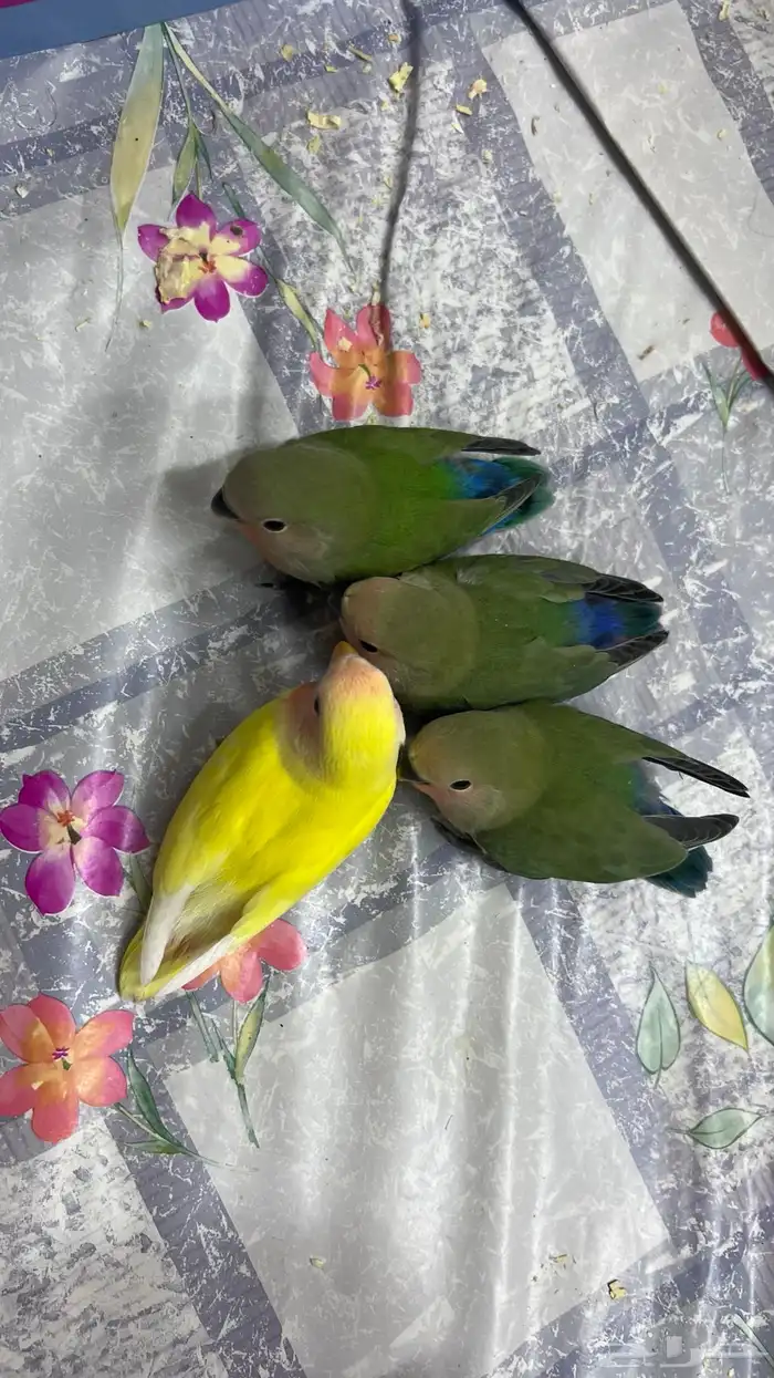 فروخ روز غر 0