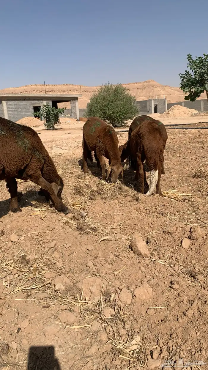 جذعان سواكن حمرية مرابي 1