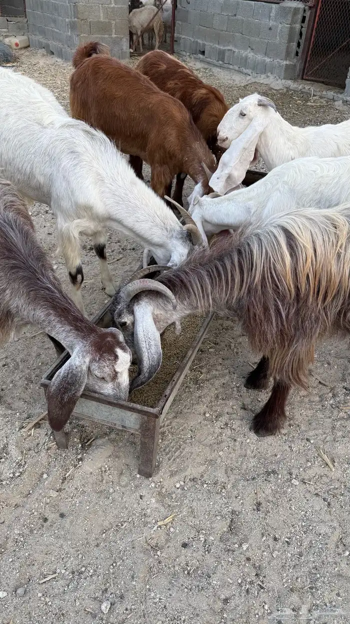 ماعز غنم 1