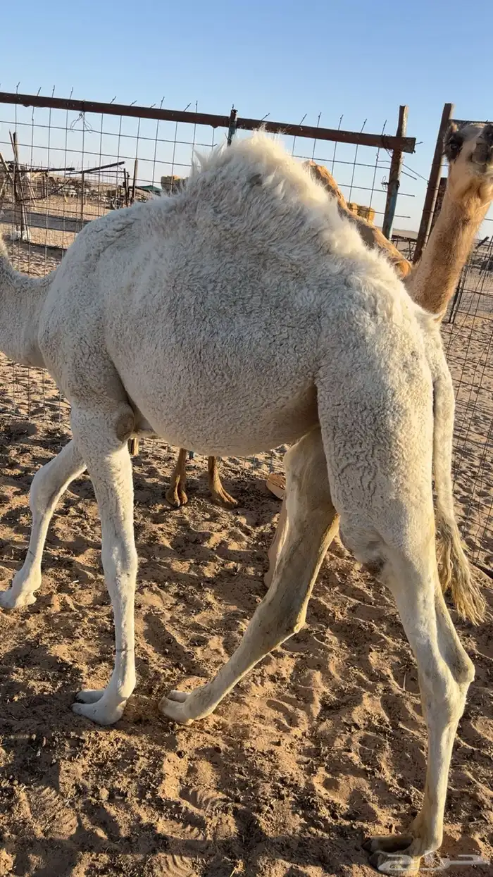 بكره 4