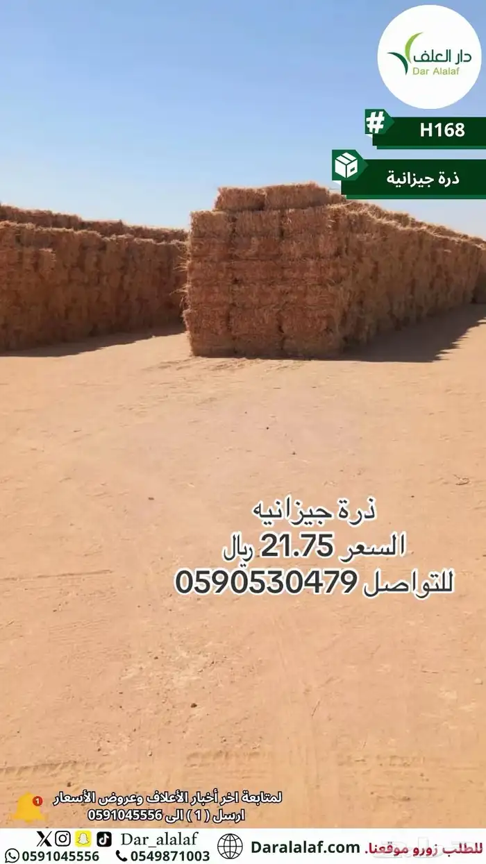 جديد ذرة جيزانيه 0