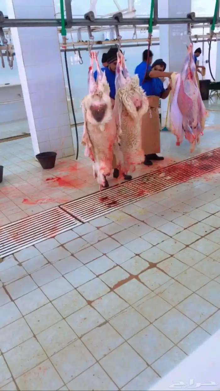 ذبايح 1