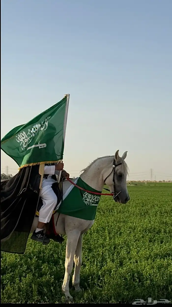 خيل واهو 1