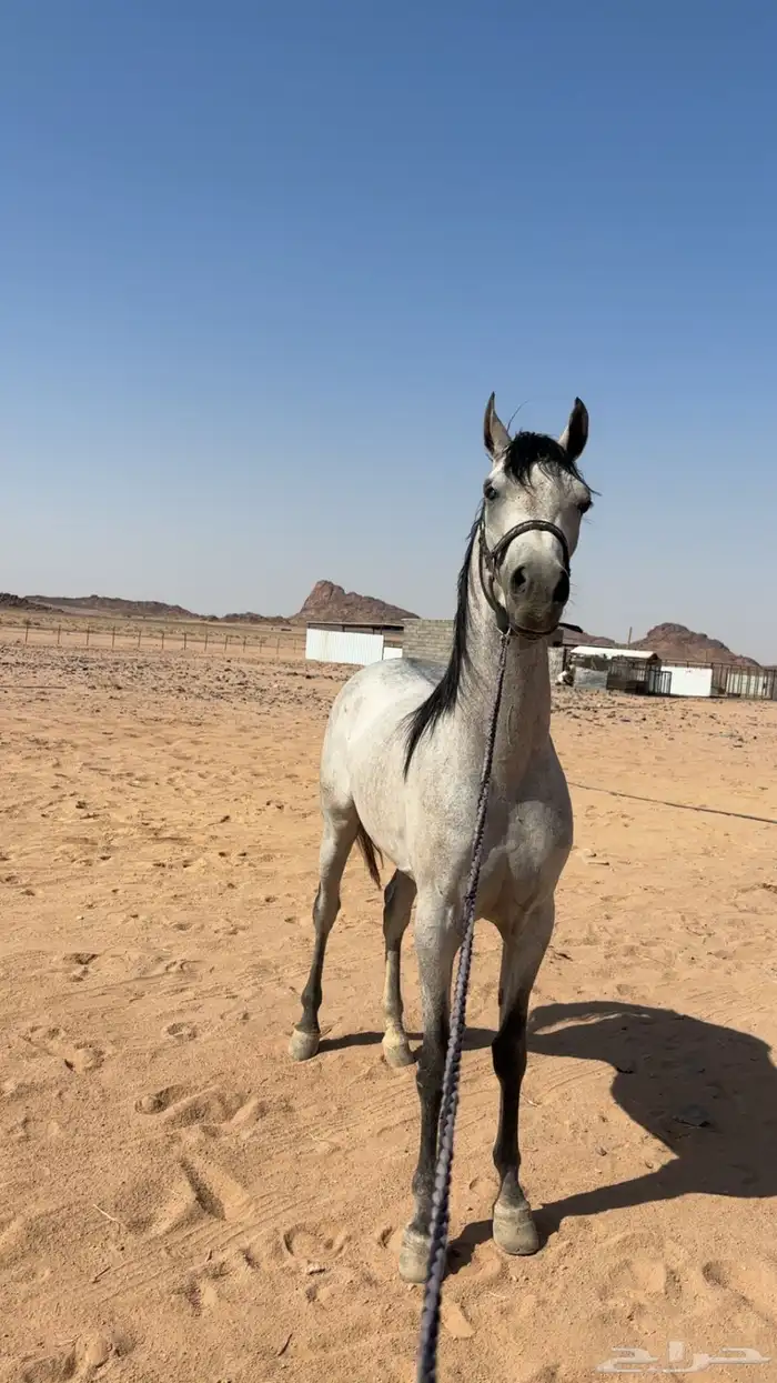 حصان واهو ورق جاهز للنقل 1
