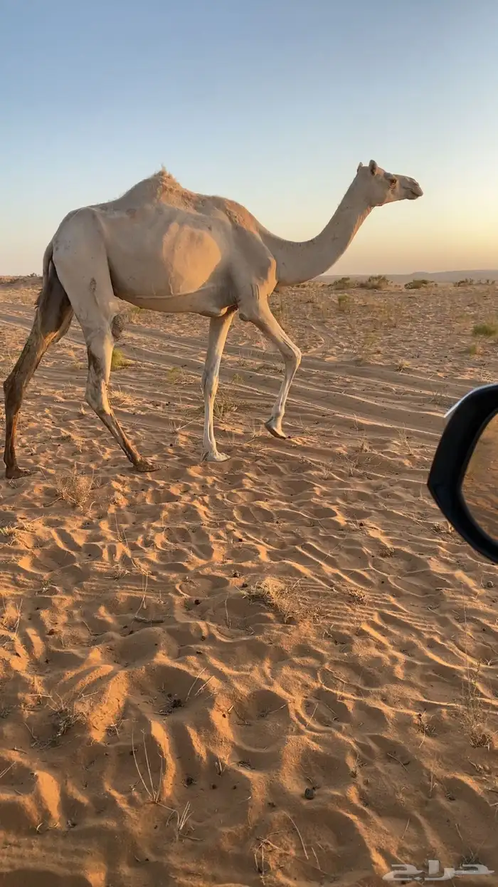 البيع ضروبه عل شرط ذلوال اصيل عل هملوال العواجي 2