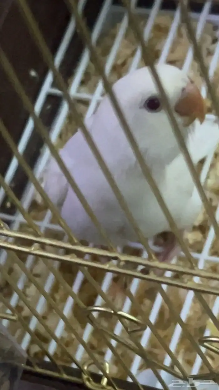 روز 0