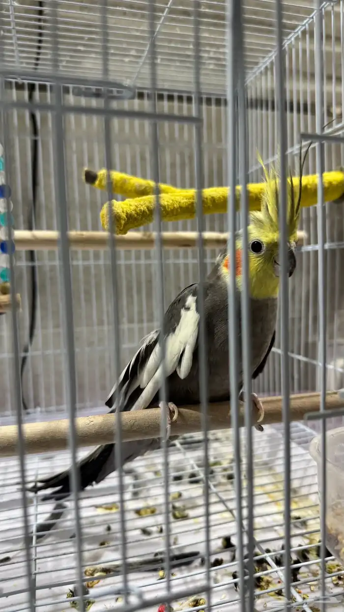 عصفور كروان 2