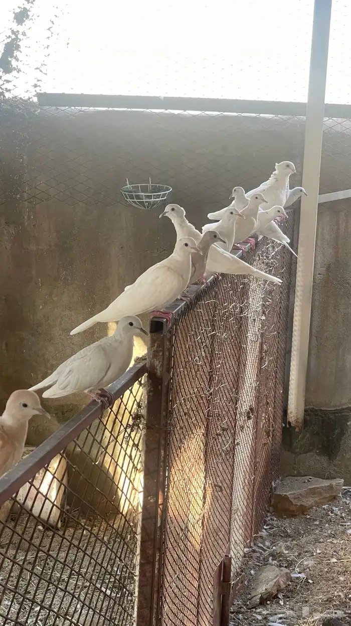 يمام هولندي 0