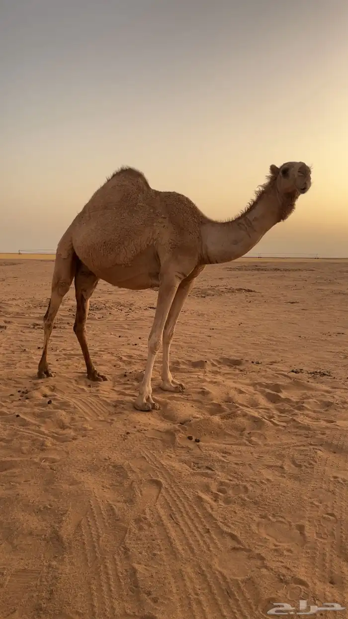 قعود فحل حق يلقي شهر 8 هجري 3