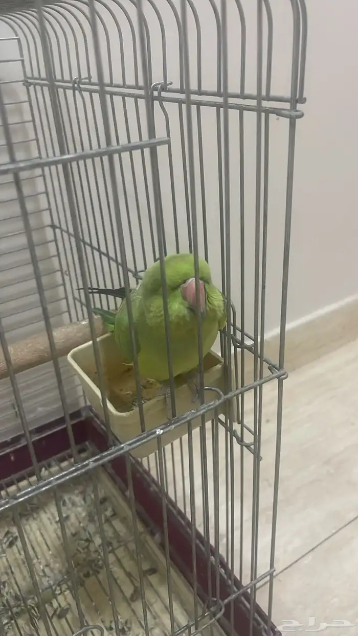 دره هنديه 0
