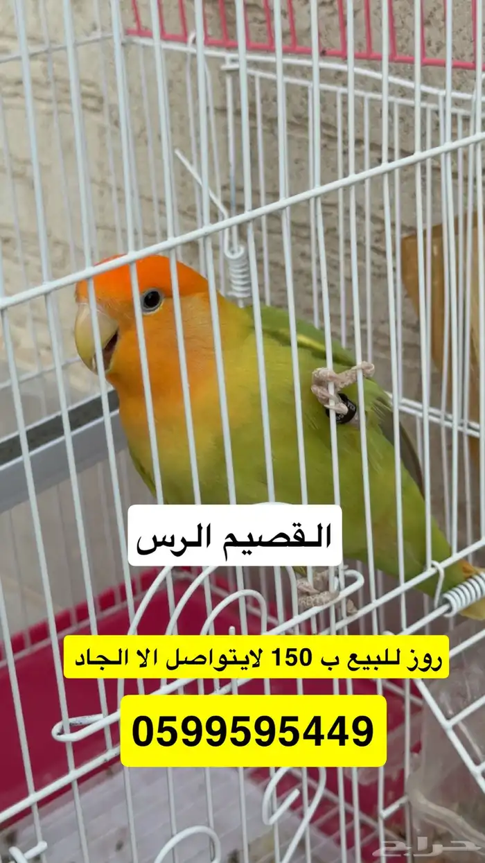 روز 0