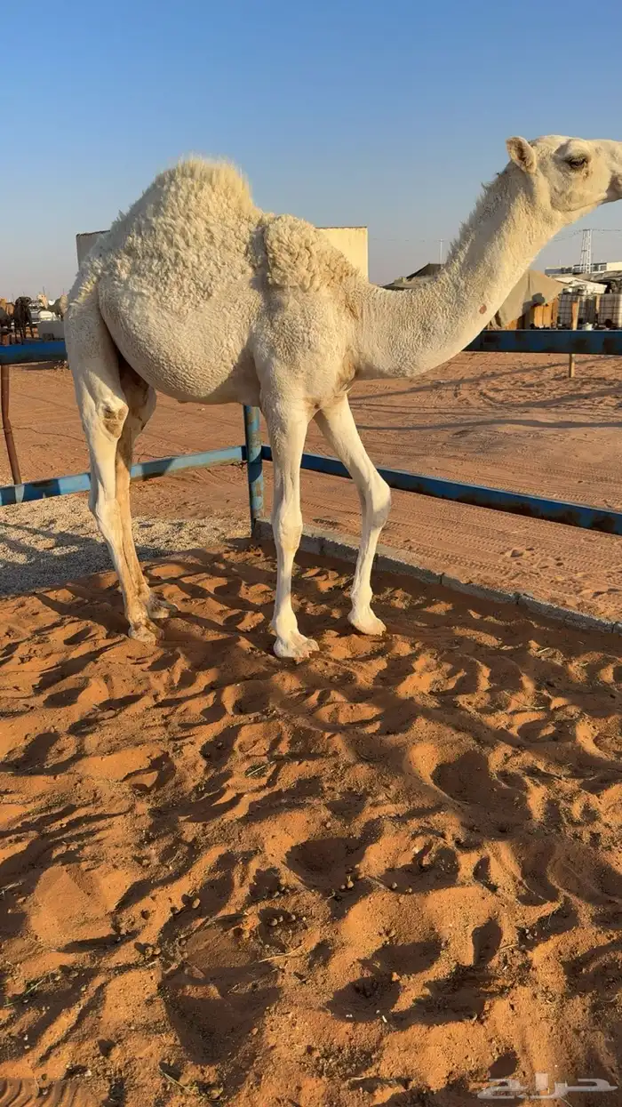 قعود قصصب طيب 0