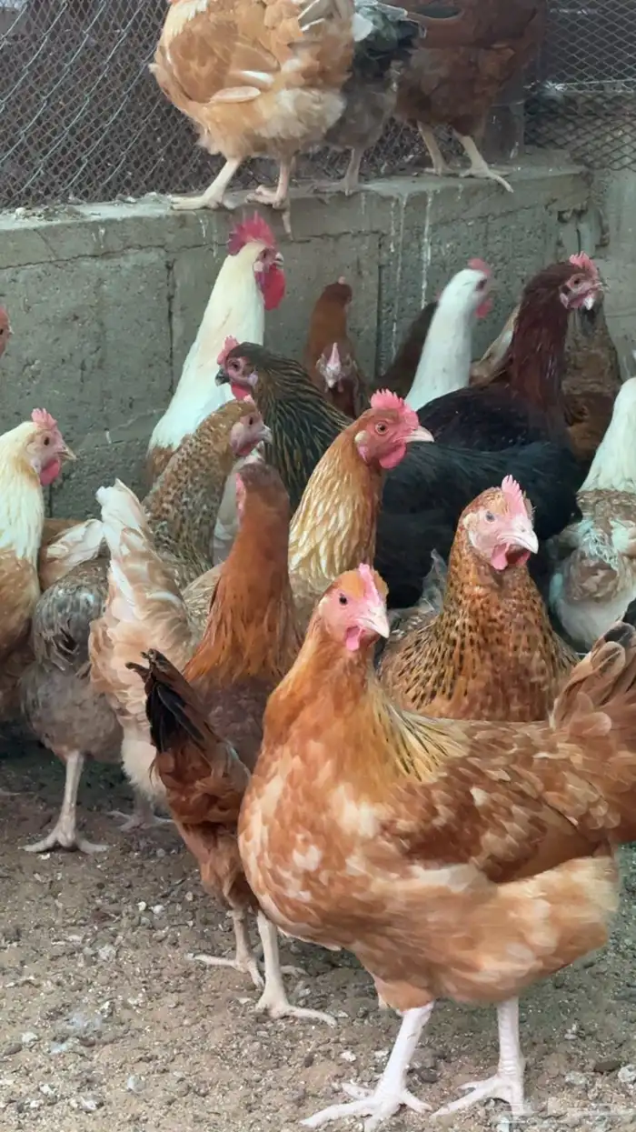 دجاج تركي فاخر بياض 3
